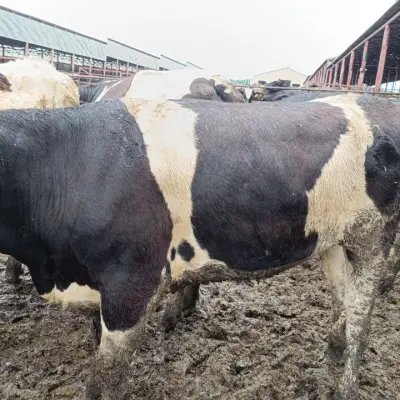 Реализация крупного рогатого скота (телки от 2х лет)