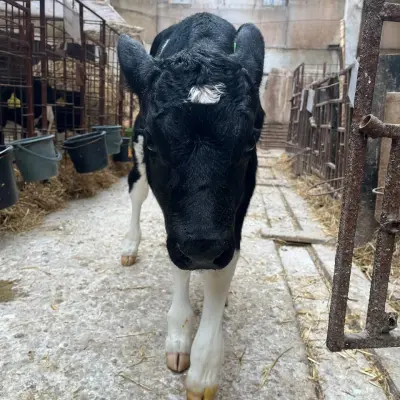 Бычки молочной породы (до 50кг)