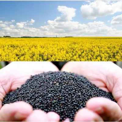 Семена рапса озимого, урожай 2024г.