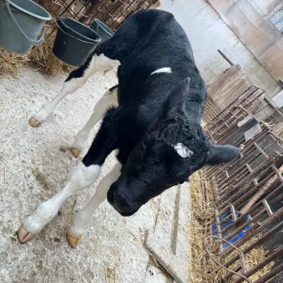 Бычки молочной породы (до 45 кг)