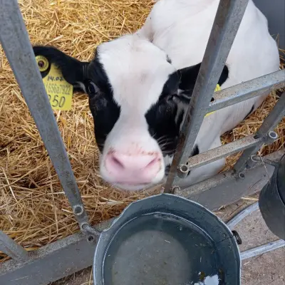 Бычки молочной породы