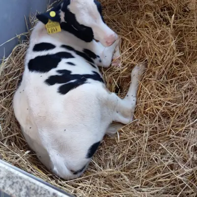 Бычки молочной породы