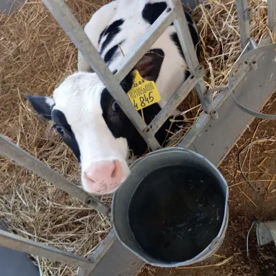 Бычки молочной породы