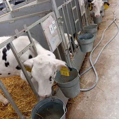 Бычки молочной породы