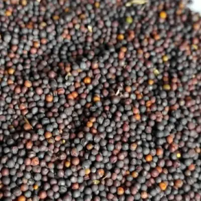 Семена рапса озимого, урожай 2025г.