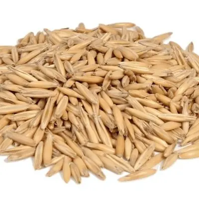 Овес фуражный, урожай 2023года