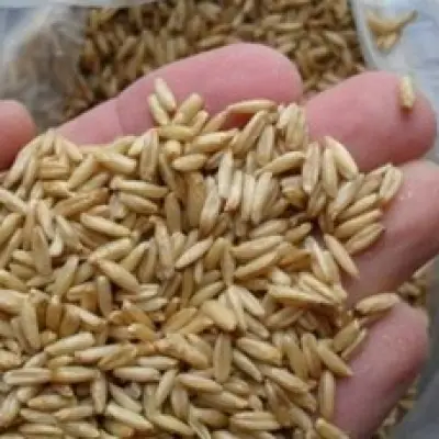 Овес фуражный (урожай 2024г.)