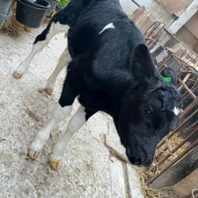 Бычки молочной породы (до 45 кг)