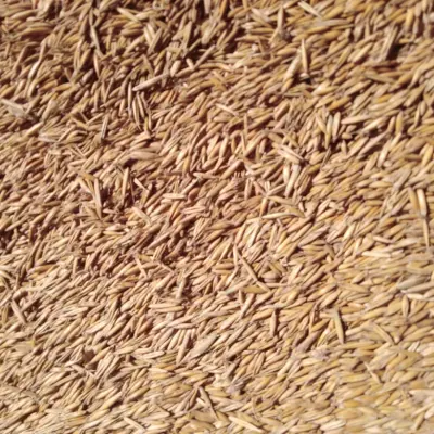 Овес фуражный, урожай 2023 года