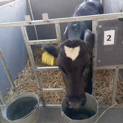 Бычки молочной породы