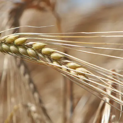 Пшеница на пищевые цели 4 класс (урожай 2024г.)