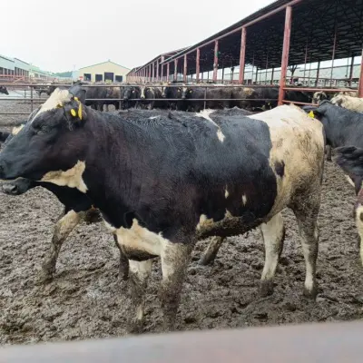 Реализация крупного рогатого скота (телки от 2х лет)