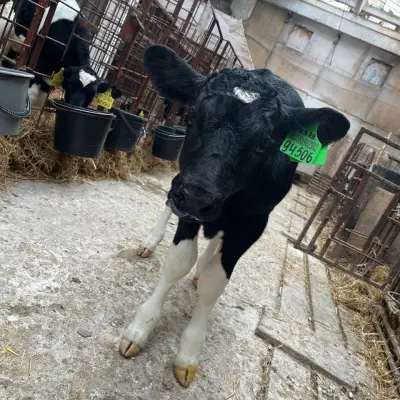 Бычки молочной породы (до 50кг)