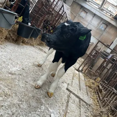 Бычки молочной породы (до 50кг)