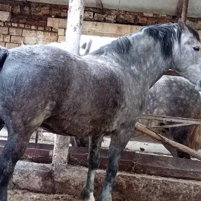 Лошадь «Стрелка»