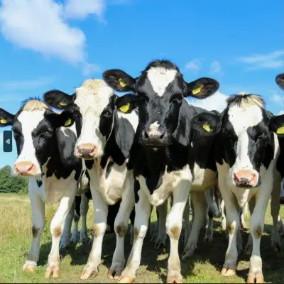 Реализация крупного рогатого скота (КРС) 1 лот