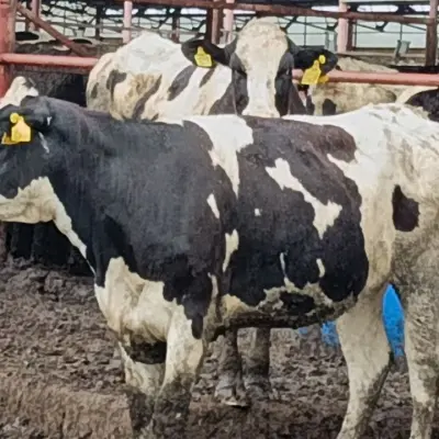 Реализация крупного рогатого скота (телки от 2х лет)