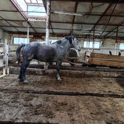 Лошадь «Стрелка»