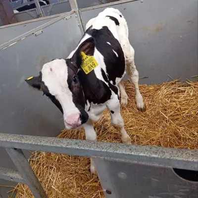 Бычки молочной породы