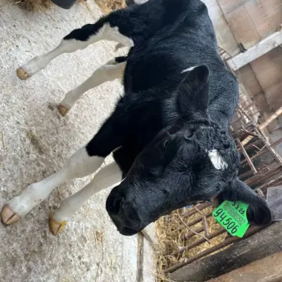 Бычки молочной породы