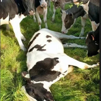 Реализация крупного рогатого скота (КРС) 2 лот