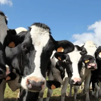 Реализация крупного рогатого скота  (КРС) декабрь - февраль